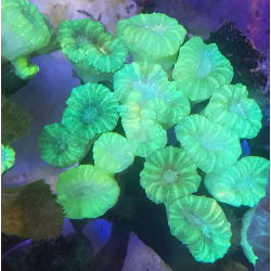 Caulastrea fluo